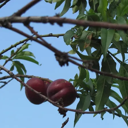 Authentic Stone And Orchard In The Forest *
