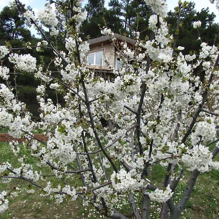 Authentic Stone And Orchard In The Forest Chalet