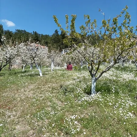Authentic Stone And Orchard In The Forest *