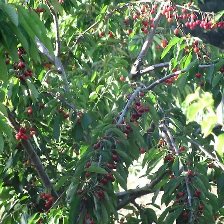 Authentic Stone And Orchard In The Forest İzmir