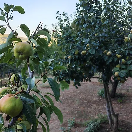 Authentic Stone And Orchard In The Forest
